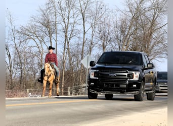 American Quarter Horse, Gelding, 5 years, Palomino