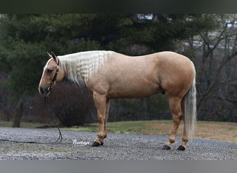 American Quarter Horse, Gelding, 5 years, Palomino