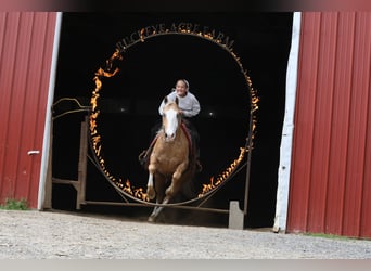 American Quarter Horse, Gelding, 5 years, Palomino