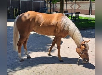 American Quarter Horse, Gelding, 5 years, Palomino