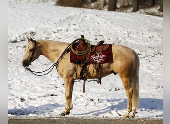 American Quarter Horse, Gelding, 5 years, Palomino