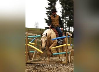 American Quarter Horse, Gelding, 5 years, Palomino