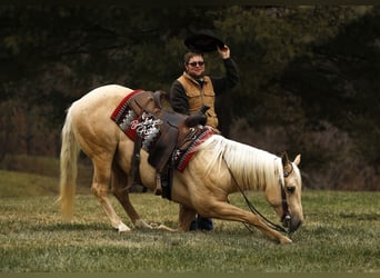 American Quarter Horse, Gelding, 5 years, Palomino