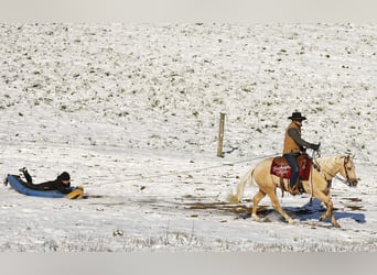 American Quarter Horse, Gelding, 5 years, Palomino