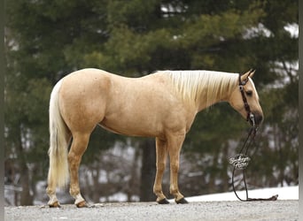 American Quarter Horse, Gelding, 5 years, Palomino