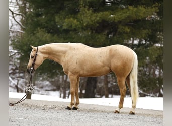 American Quarter Horse, Gelding, 5 years, Palomino