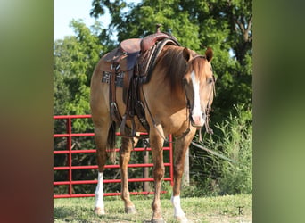 American Quarter Horse, Gelding, 5 years, Red Dun