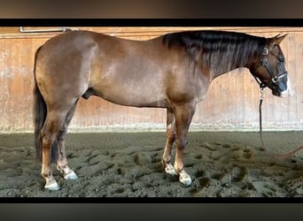 American Quarter Horse, Gelding, 5 years, Red Dun