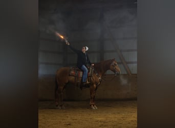 American Quarter Horse, Gelding, 5 years, Red Dun