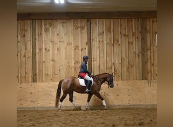 American Quarter Horse, Gelding, 5 years, Red Dun