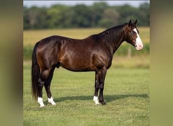 American Quarter Horse, Gelding, 5 years, Roan-Bay