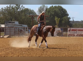 American Quarter Horse, Gelding, 5 years, Roan-Bay