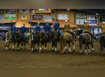 American Quarter Horse, Gelding, 5 years, Roan-Bay