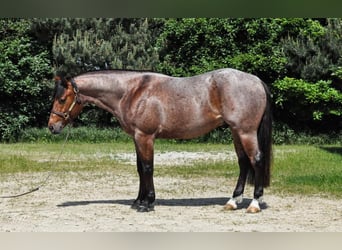 American Quarter Horse, Gelding, 5 years, Roan-Bay