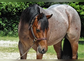 American Quarter Horse, Gelding, 5 years, Roan-Bay