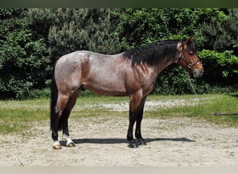 American Quarter Horse, Gelding, 5 years, Roan-Bay