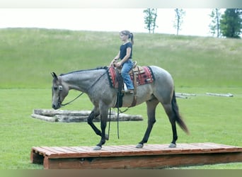 American Quarter Horse, Gelding, 5 years, Roan-Blue