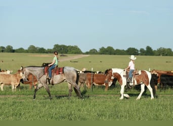 American Quarter Horse, Gelding, 5 years, Roan-Blue