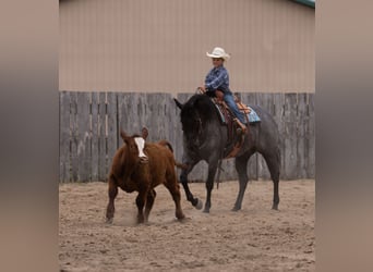 American Quarter Horse, Gelding, 5 years, Roan-Blue