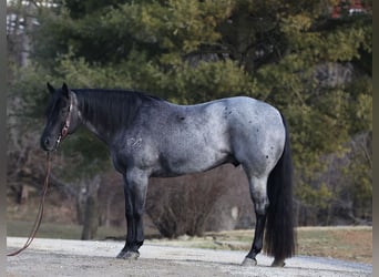American Quarter Horse, Gelding, 5 years, Roan-Blue