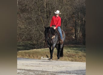 American Quarter Horse, Gelding, 5 years, Roan-Blue