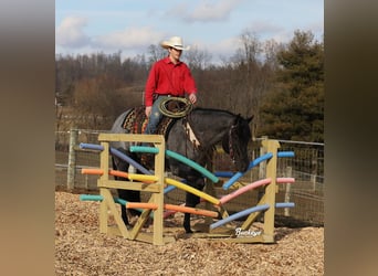 American Quarter Horse, Gelding, 5 years, Roan-Blue