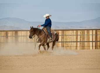 American Quarter Horse, Gelding, 5 years, Roan-Red