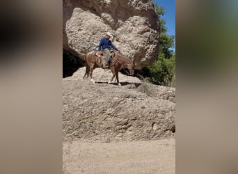 American Quarter Horse, Gelding, 5 years, Roan-Red