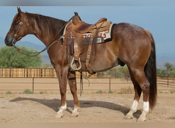 American Quarter Horse, Gelding, 5 years, Roan-Red