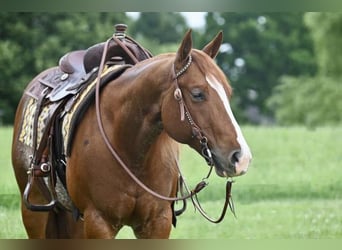 American Quarter Horse, Gelding, 5 years, Roan-Red