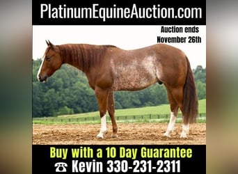 American Quarter Horse, Gelding, 5 years, Roan-Red