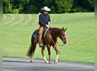American Quarter Horse, Gelding, 5 years, Roan-Red