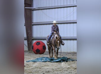 American Quarter Horse, Gelding, 5 years, Roan-Red