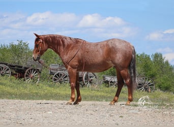 American Quarter Horse, Gelding, 5 years, Roan-Red