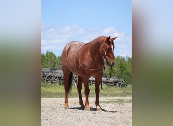 American Quarter Horse, Gelding, 5 years, Roan-Red