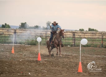 American Quarter Horse, Gelding, 5 years, Roan-Red