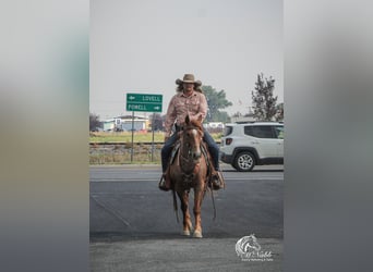 American Quarter Horse, Gelding, 5 years, Roan-Red