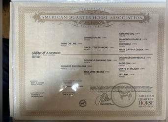 American Quarter Horse, Gelding, 5 years, Roan-Red