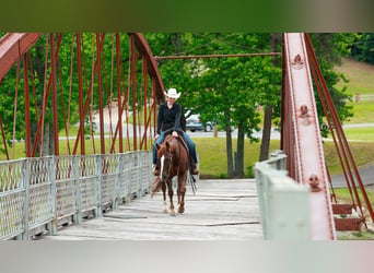 American Quarter Horse, Gelding, 5 years, Sorrel