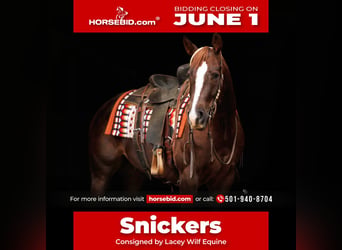 American Quarter Horse, Gelding, 5 years, Sorrel