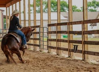 American Quarter Horse, Gelding, 5 years, Sorrel