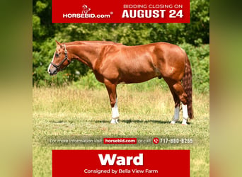 American Quarter Horse, Gelding, 5 years, Sorrel