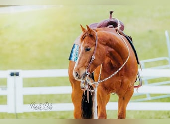 American Quarter Horse, Gelding, 5 years, Sorrel