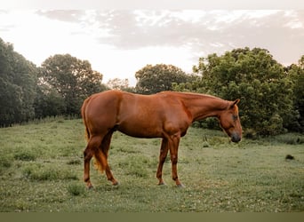 American Quarter Horse, Gelding, 5 years, Sorrel
