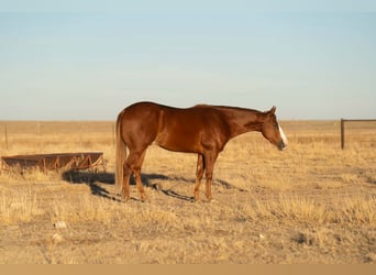 American Quarter Horse, Gelding, 5 years, Sorrel
