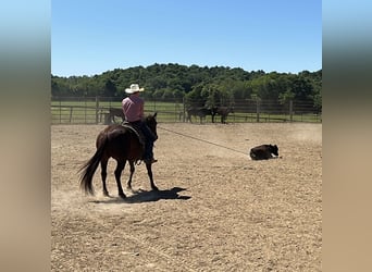 American Quarter Horse, Gelding, 5 years, Sorrel