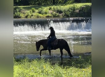 American Quarter Horse, Gelding, 5 years, Sorrel