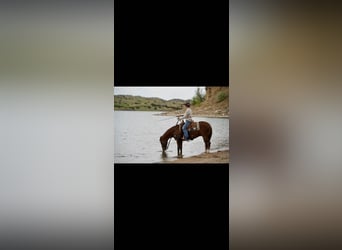 American Quarter Horse, Gelding, 5 years, Sorrel