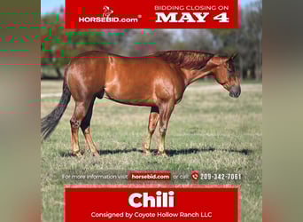 American Quarter Horse, Gelding, 5 years, Sorrel