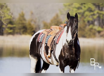 American Quarter Horse, Gelding, 5 years, Tobiano-all-colors